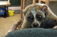 From venomous slow lorises to glowing Venus flytraps