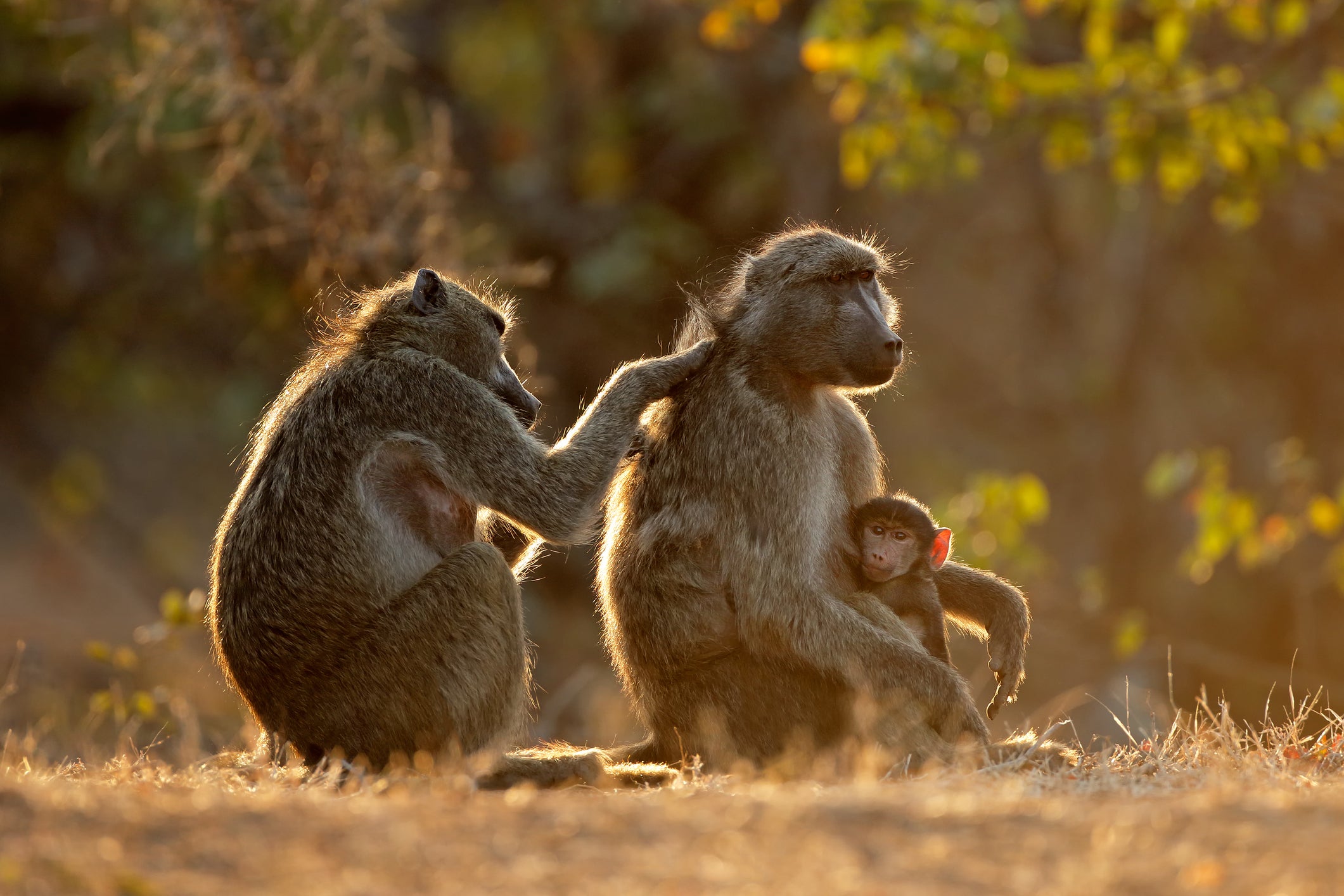Baboons at Kruger National Park, South Africa