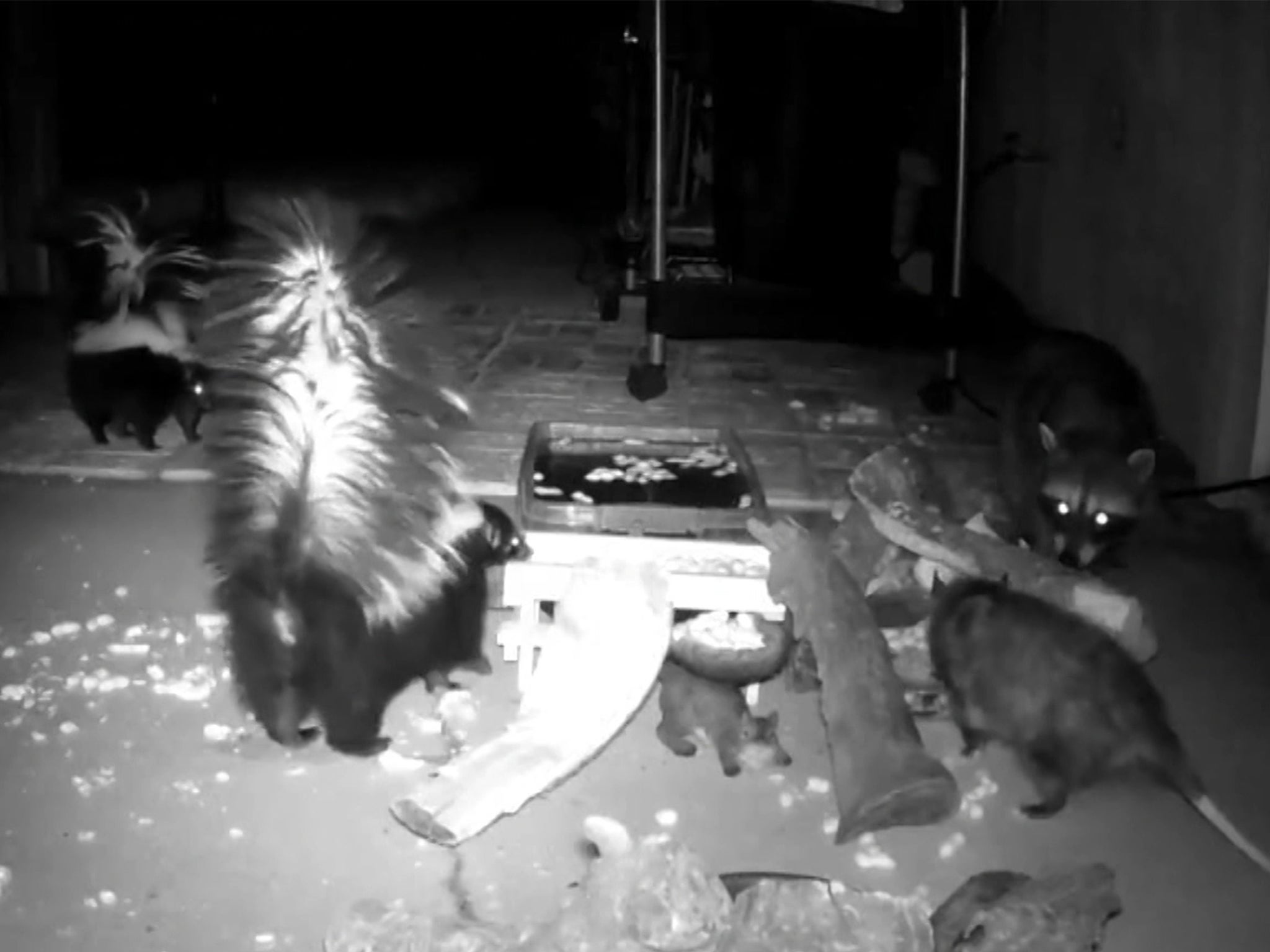 Skunks, opossum and raccoon compete in backyard scrap 