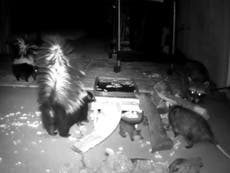 Skunks, opossum and raccoon compete in backyard scrap 