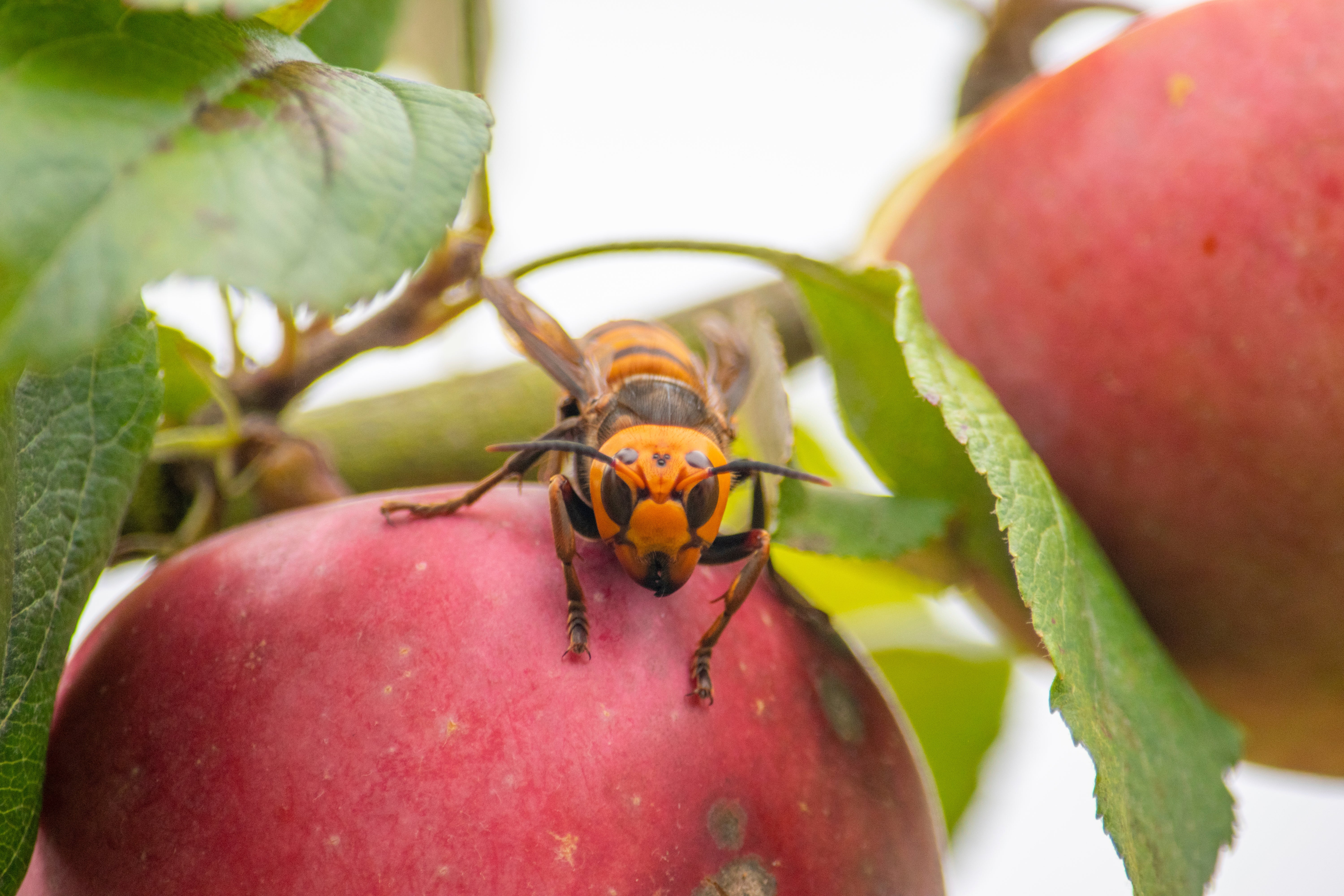 Asian Hornet