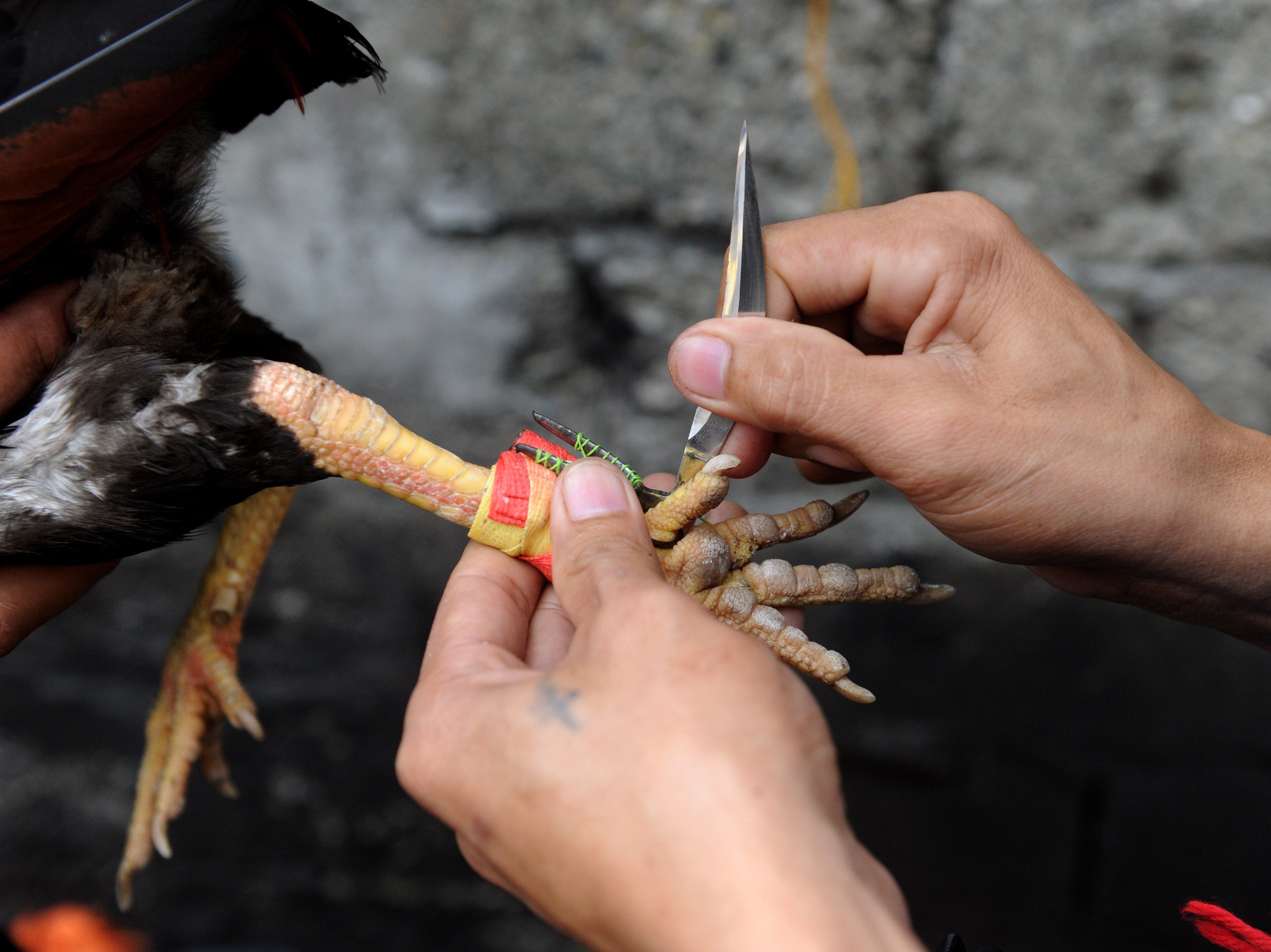 A rooster is fitted with a razor-sharp blade for a fight