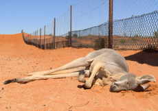 The multimillion-dollar industry killing off Australia’s kangaroos