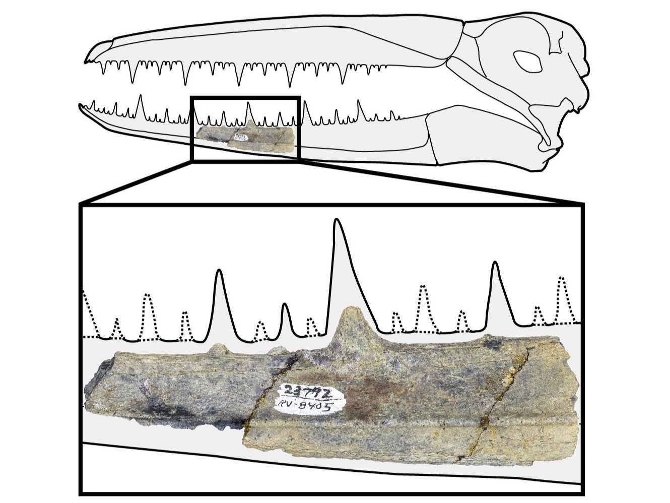 This 40-million-year-old fossil skull fragment suggests the bird’s head alone may have been 2ft long