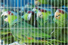 To avoid pandemics halt the climate and nature crises, scientists say