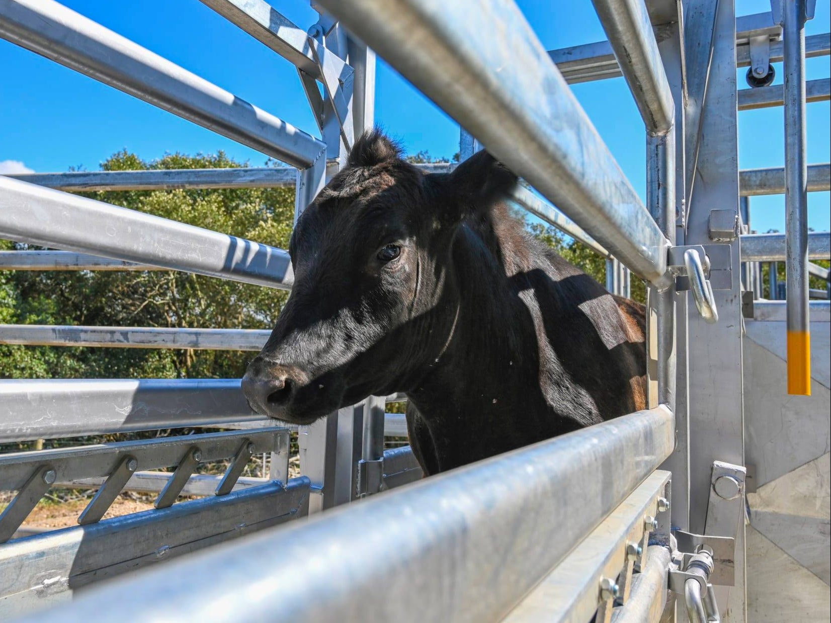 A one-year-old bull escaped from Saint Ignatius’ College Riverview, Sydney, the day after it arrived at the college