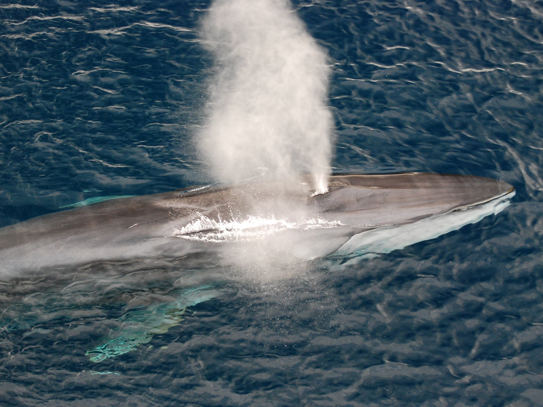 The second largest animal on the planet, the fin whale, also has one of the lowest singing voices. Scientists now know distinct groups of fin whales can trade vocalisation patterns