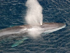 Migrating fin whales ‘bring new songs back to local populations’
