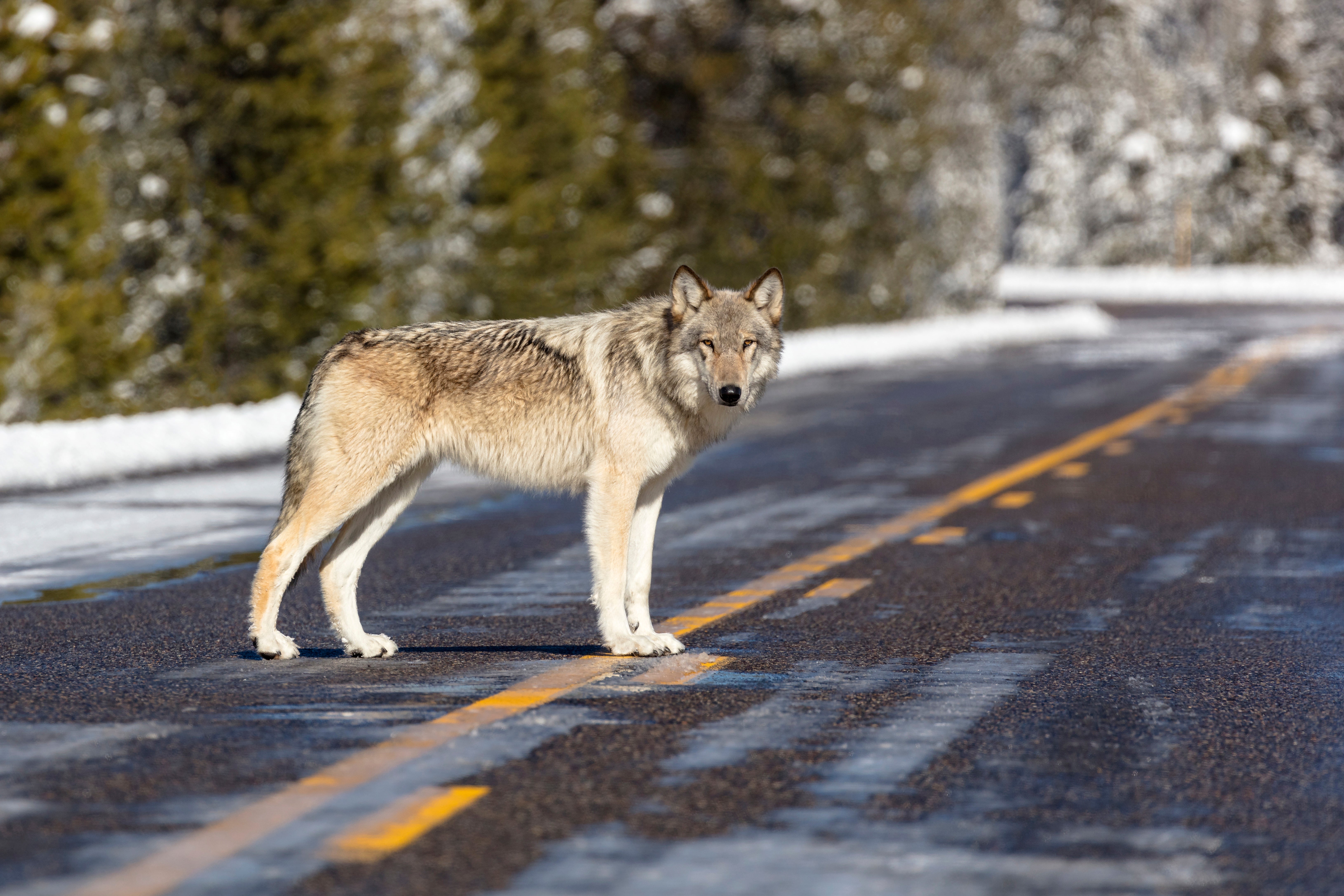 Western Gray Wolf 25 Years