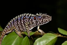 Scientists find Madagascar chameleon last seen 100 years ago