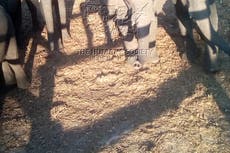 Trump pentagon nominee hunted and killed elephants in Zimbabwe