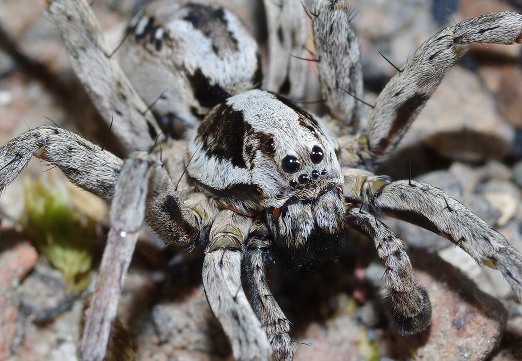 A female great fox-spider measures 55mm in diameter