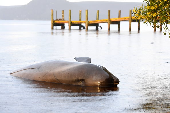 Sailors and volunteers work through the night to rescue the mammals one by one, though not all could be saved