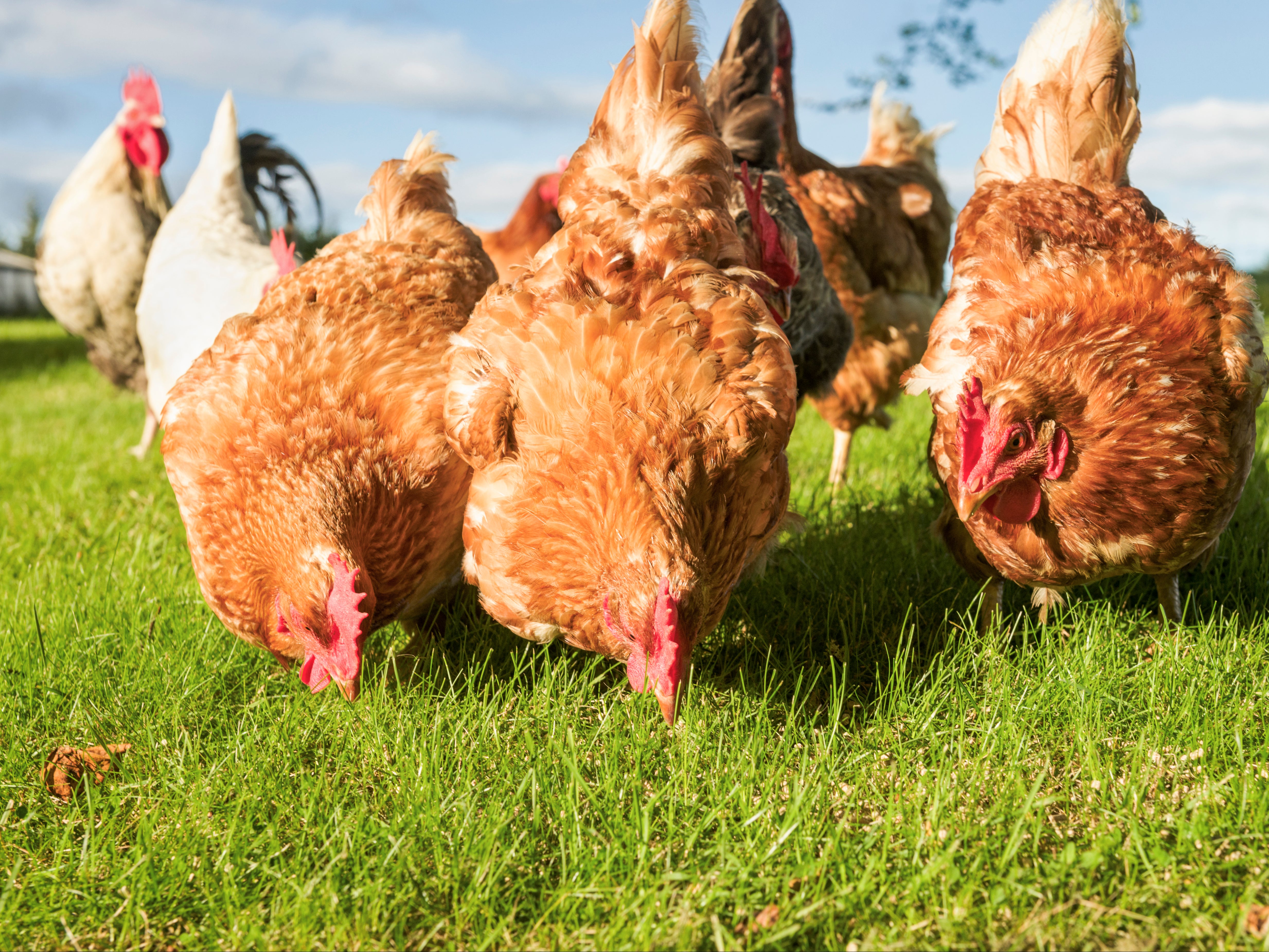 A bird flu outbreak has been detected at a Cheshire farm