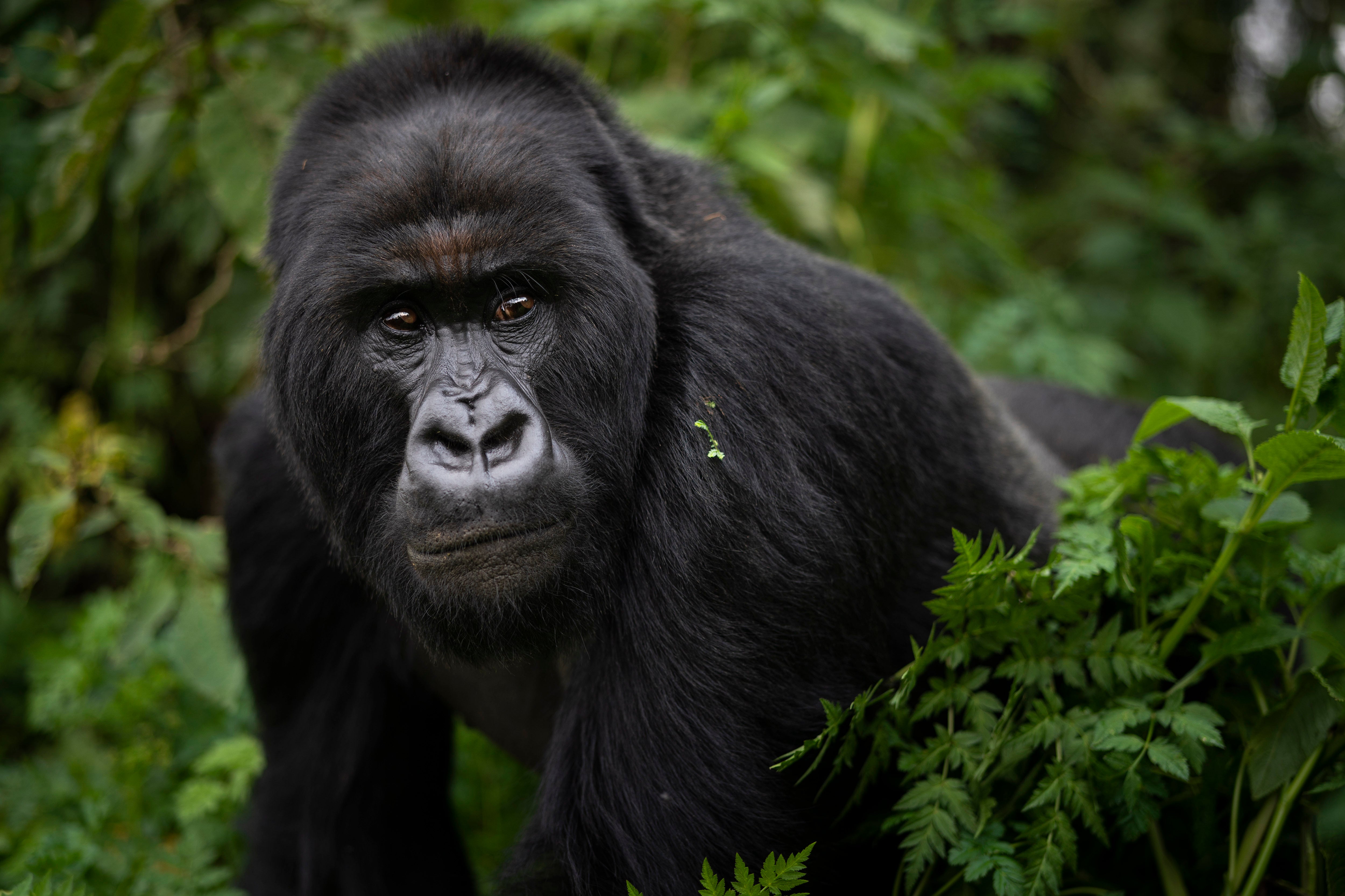 Gorilla Family Feud