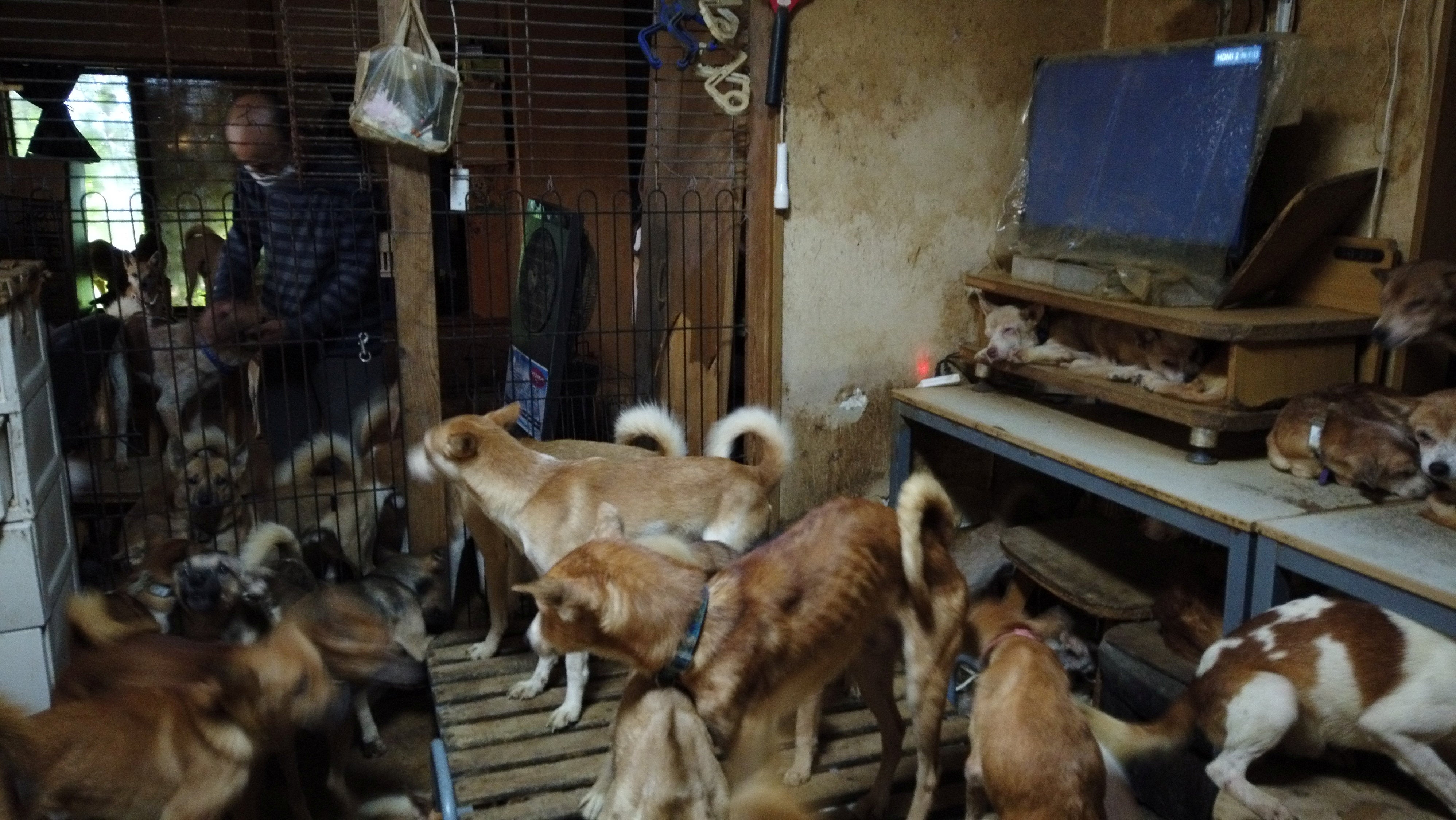 Handout photo shows dozens of dogs are crammed inside a tiny house in Izumo, Japan