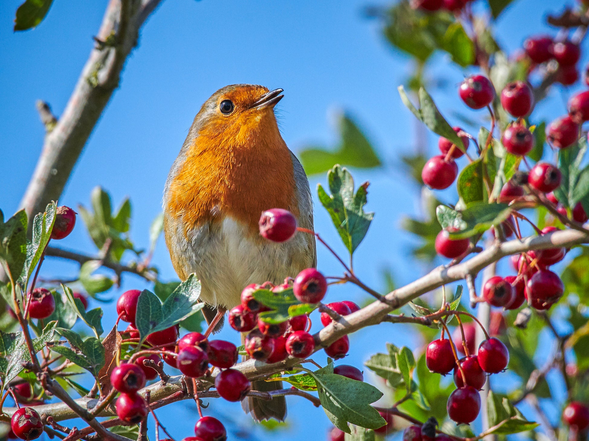 Natural England says scheme aims to significantly expand and link-up wildlife habitats across the country