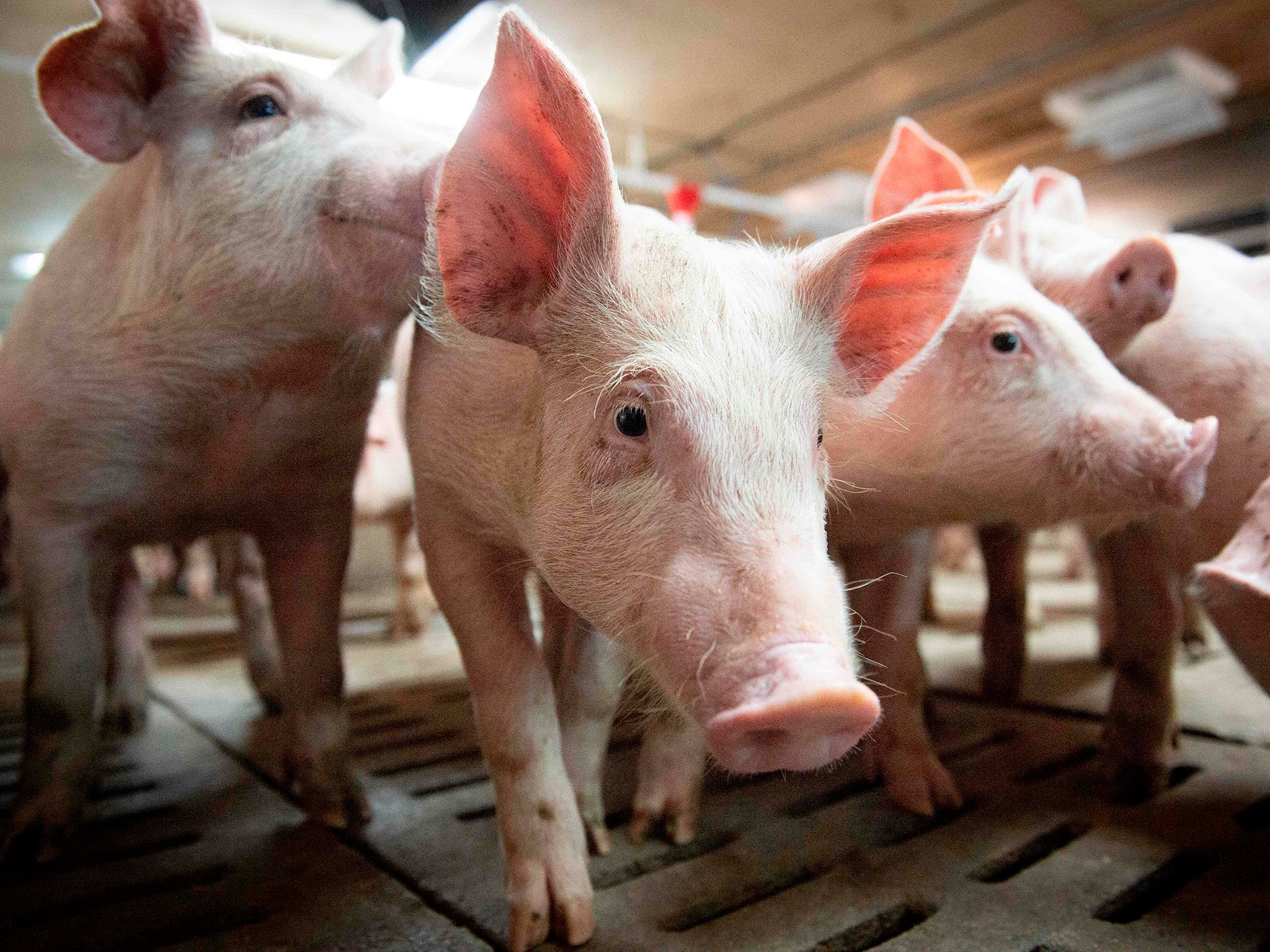 Virus is not uncommon among pig herds around the world