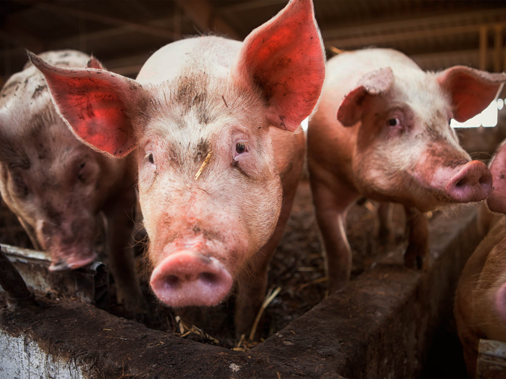 Ethel, one of the pigs, reportedly knocked a heat lamp over which caused the fire