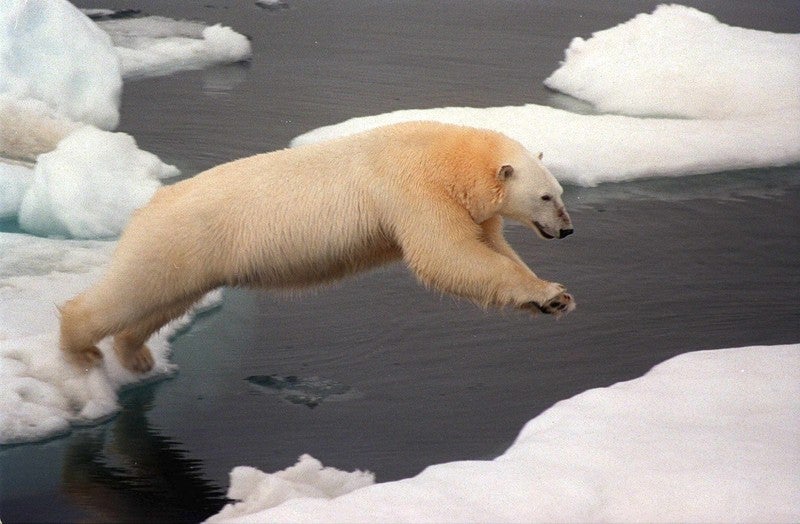 A polar bear makes a giant leap from one ice floe to another in the Arctic