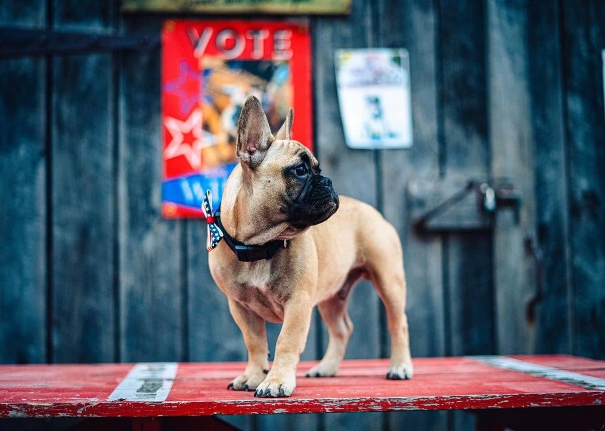 Wilbur Beast, after winning the mayoral election in Rabbit Hash, Kentucky