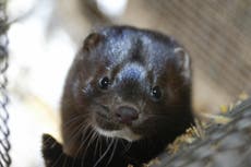 World health chiefs study risk of mink farms spreading virus to people