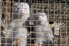 How much of a danger is the new coronavirus mink mutation?