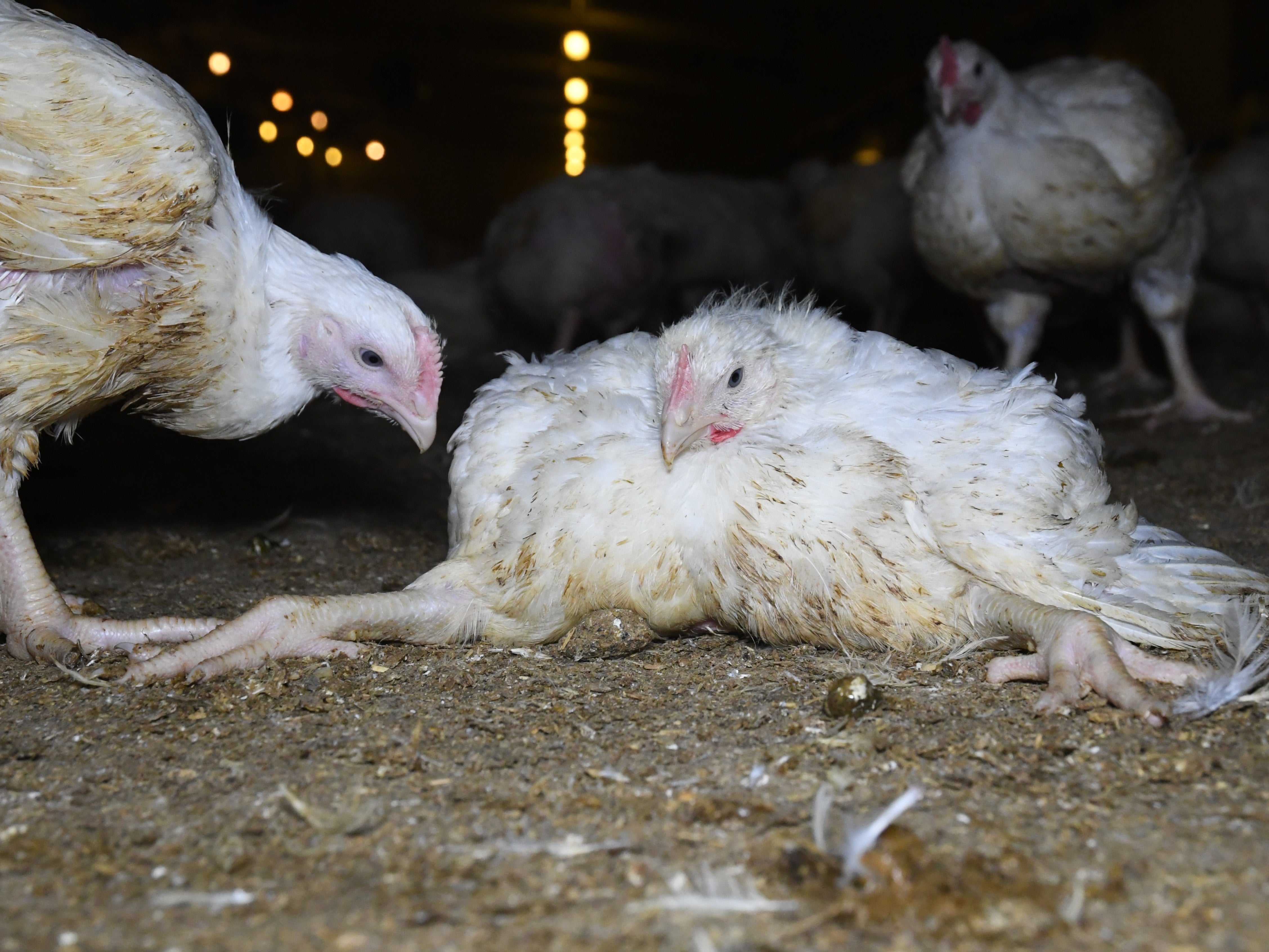 Most chickens are bred to grow excessively rapidly, leaving them with low immunity