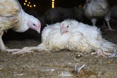 Cheap supermarket chicken risking ‘catastrophic’ new pandemics, report warns