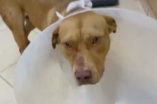 Greek parliament unanimously votes to make animal abuse a crime risking 10 years in prison