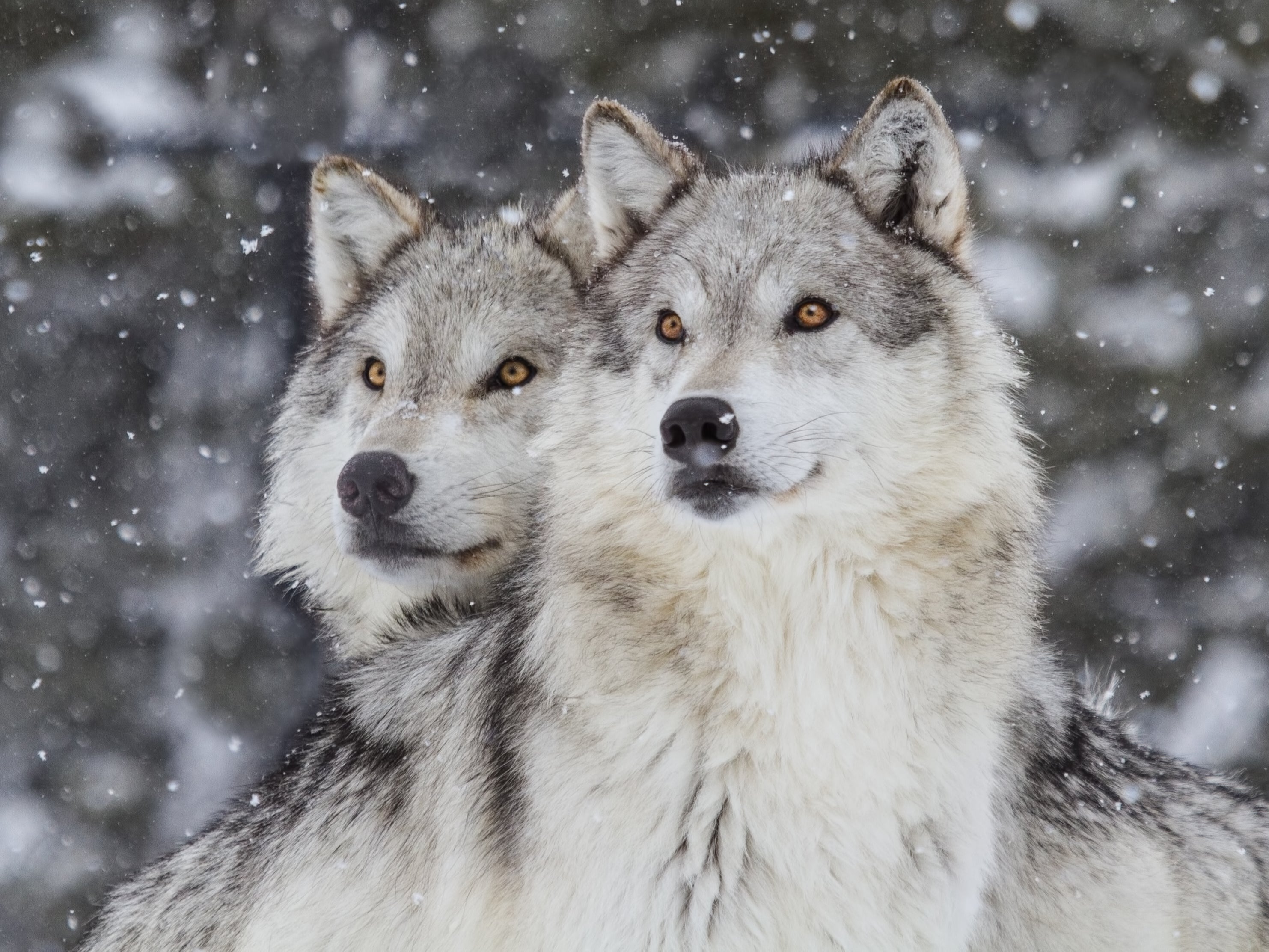 Wolves in the Rocky Mountains. Due to reintroduction programmes, over 1,700 wolves now live in Montana, Idaho, Washington, Oregon, Utah and Wyoming