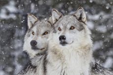 Wolves win vote for reintroduction in Colorado