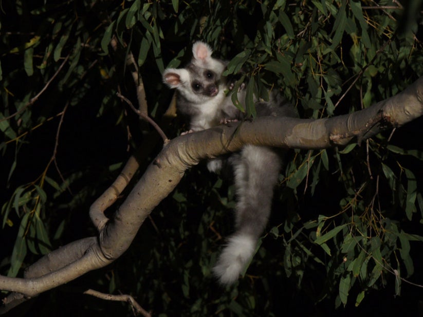 It was previously thought there was just one species of glider, but DNA analysis has revealed there are three