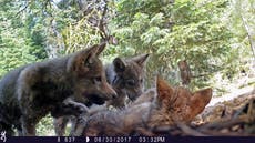 Groups fight to keep gray wolf protections for most of US 