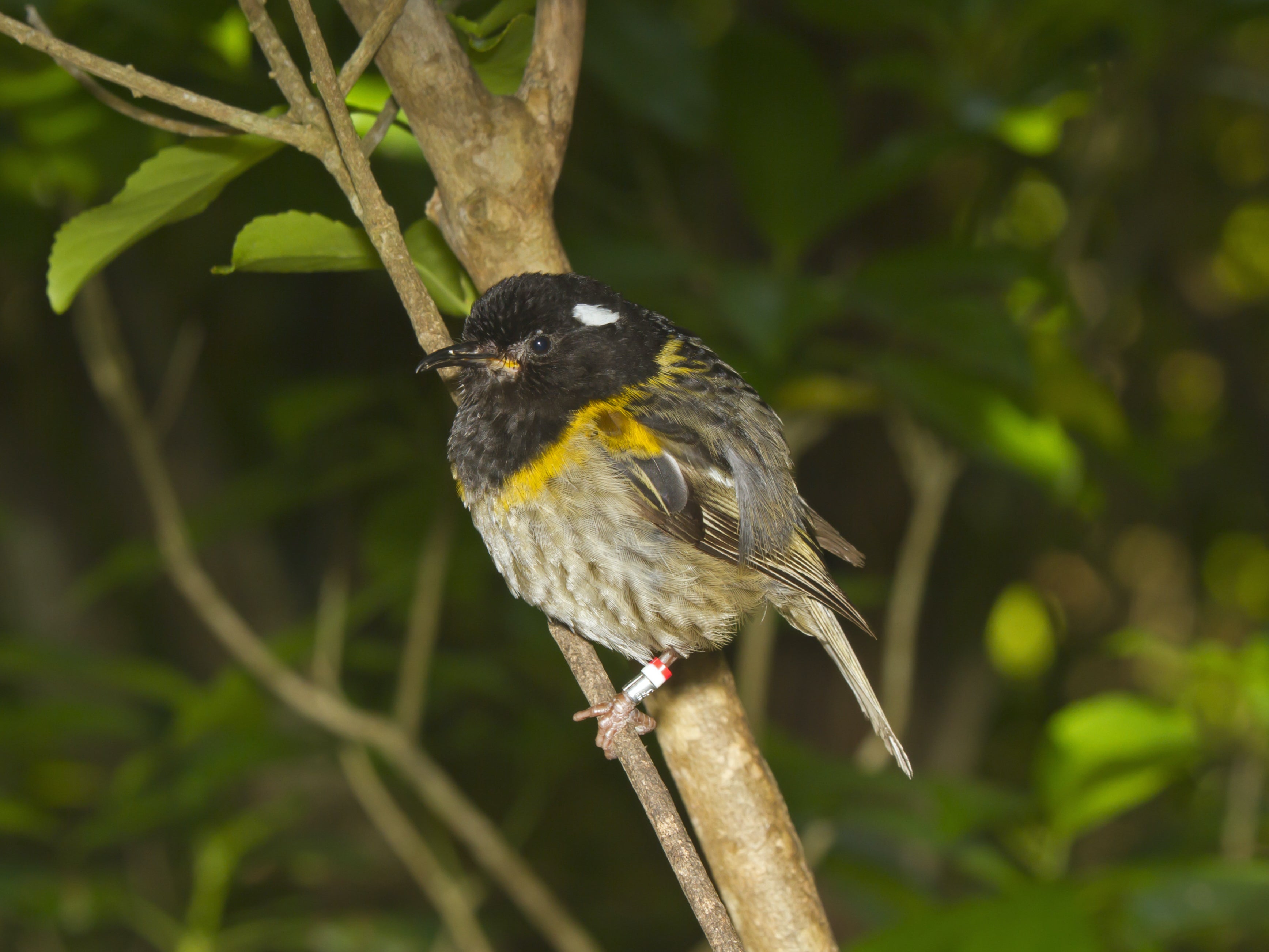 The hihi or stitchbird has been nominated in the 2020 New Zealand Bird of the Year competition by the Adult Toy Megastore.