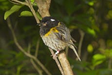 Bird with large testicles could win New Zealand wildlife competition