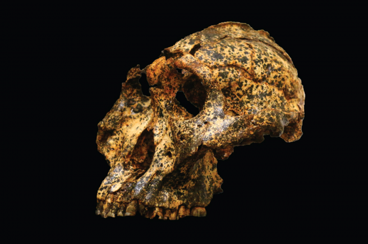 The rare, male fossil from the Drimolen Main Quarry north of Johannesburg, South Africa. Found by researchers at La Trobe University in Melbourne, Australia