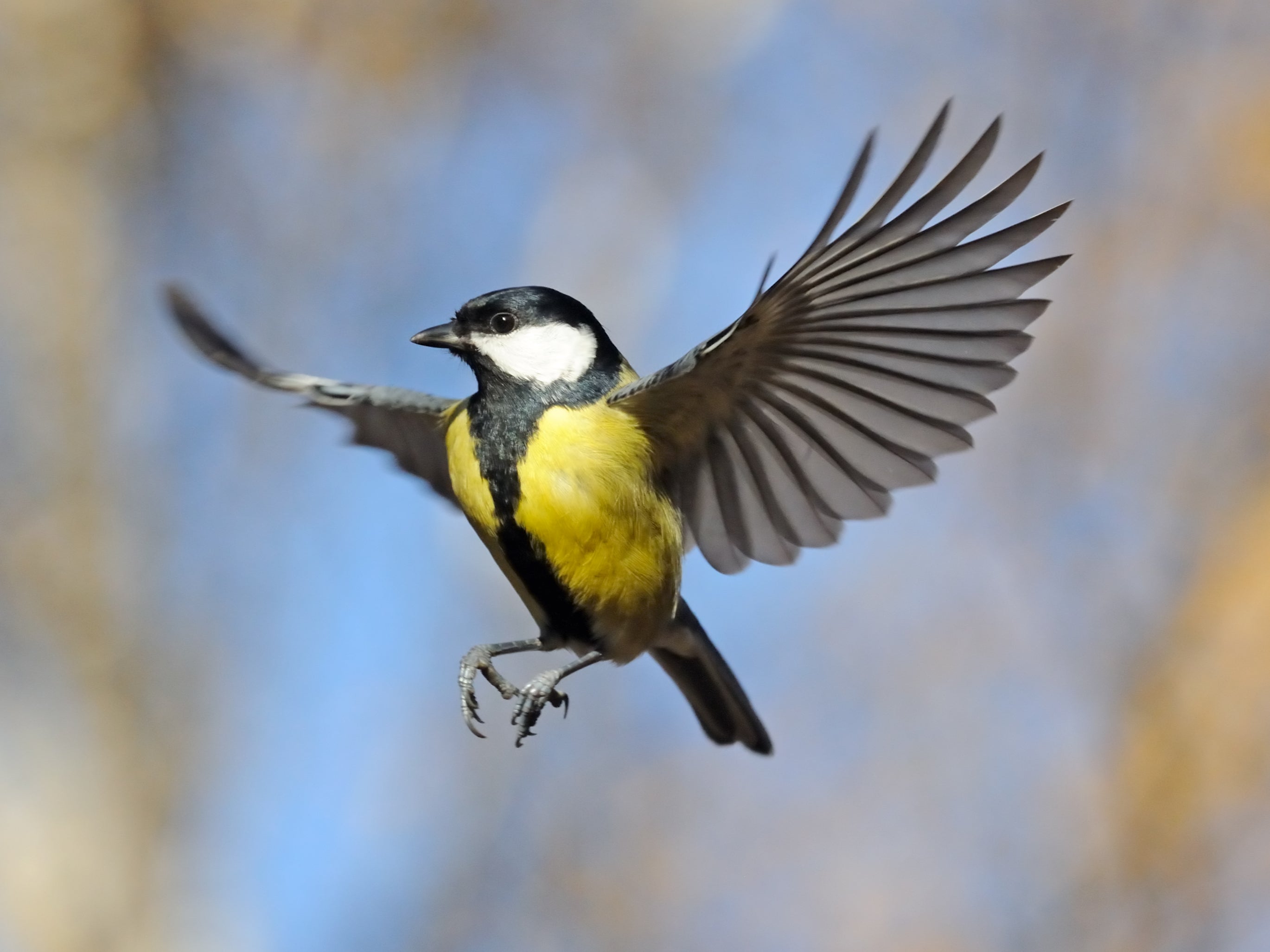 'I was shocked to realise that the dawn chorus which I used to hear in London in the 1980s was no more'