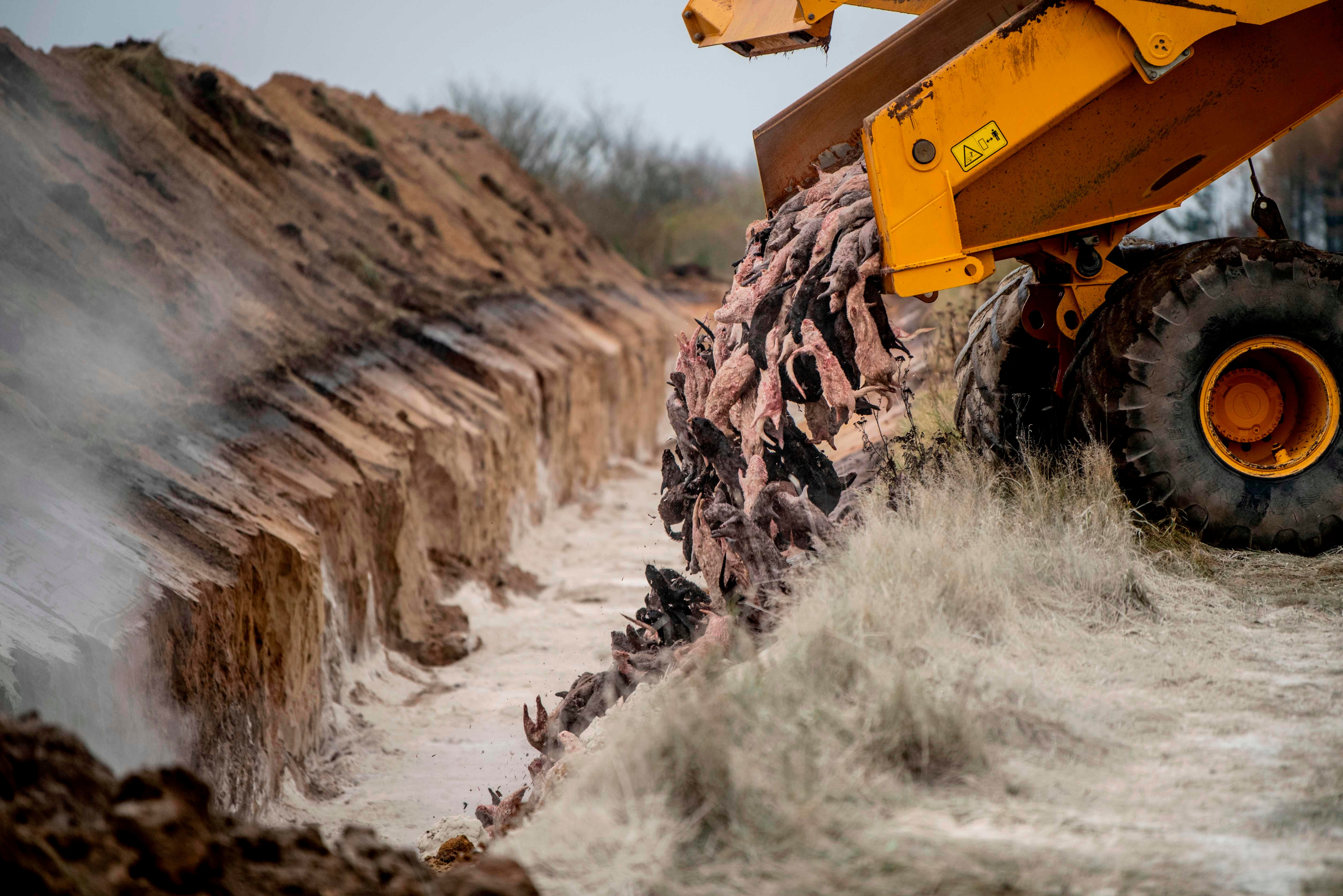 Mink carcasses are dumped into a mass grave in Holstebro, Denmark, on 9 November, 2020.