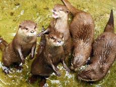 Otters surprise scientists by learning how to solve puzzles from one another