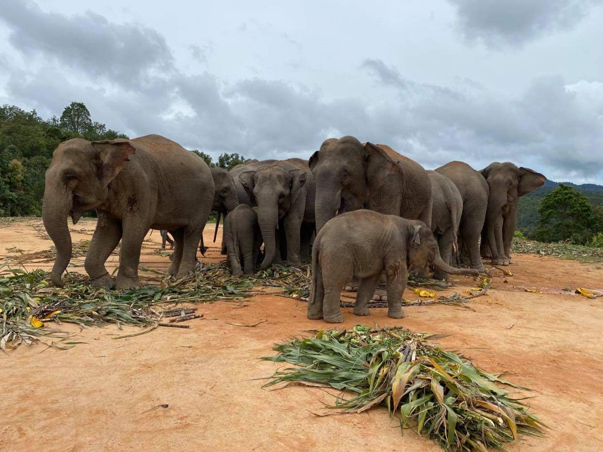 Some of the elephants in danger of being ‘put to work'