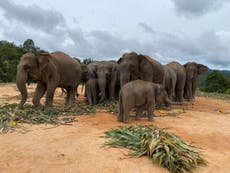 Dozens of elephants risk being sold to Chinese circuses after Covid