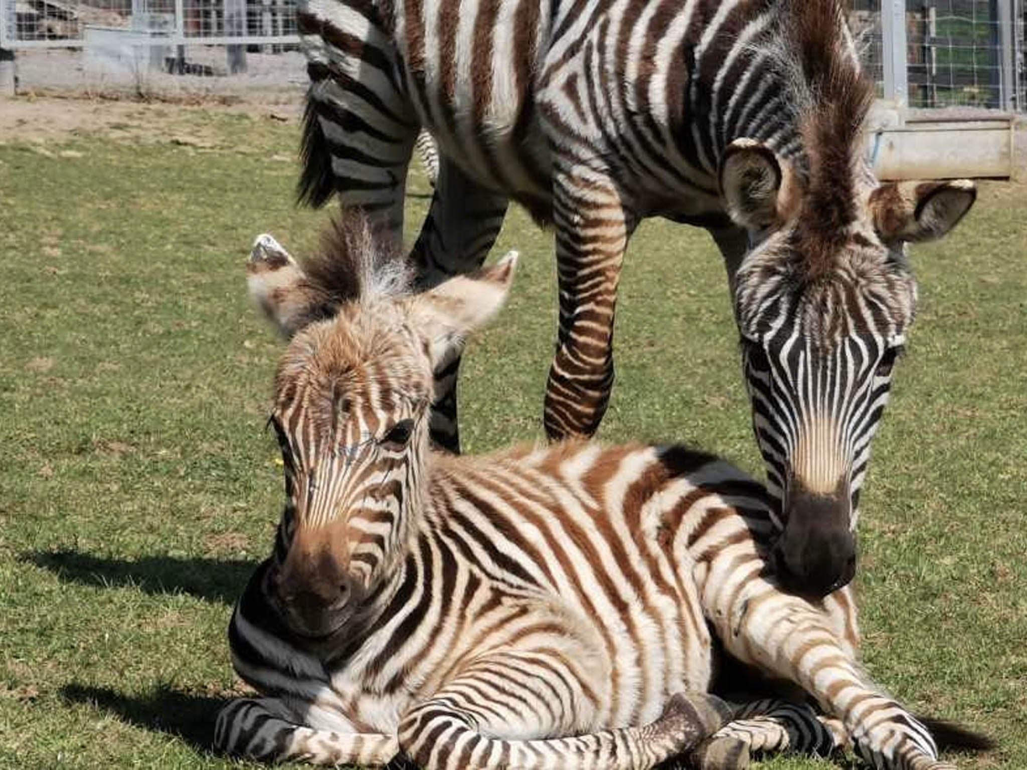 Hope the zebra with her mother in their enclosure at Noah’s Ark Zoo Farm, Bristol