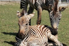 Zebra called Hope born at start of lockdown ‘killed by fireworks’