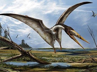 An artists impression issued by Davide Bonadonna of the North African Alanqa, which paleantologists say looks similar to the newly discovered species of pterosaur