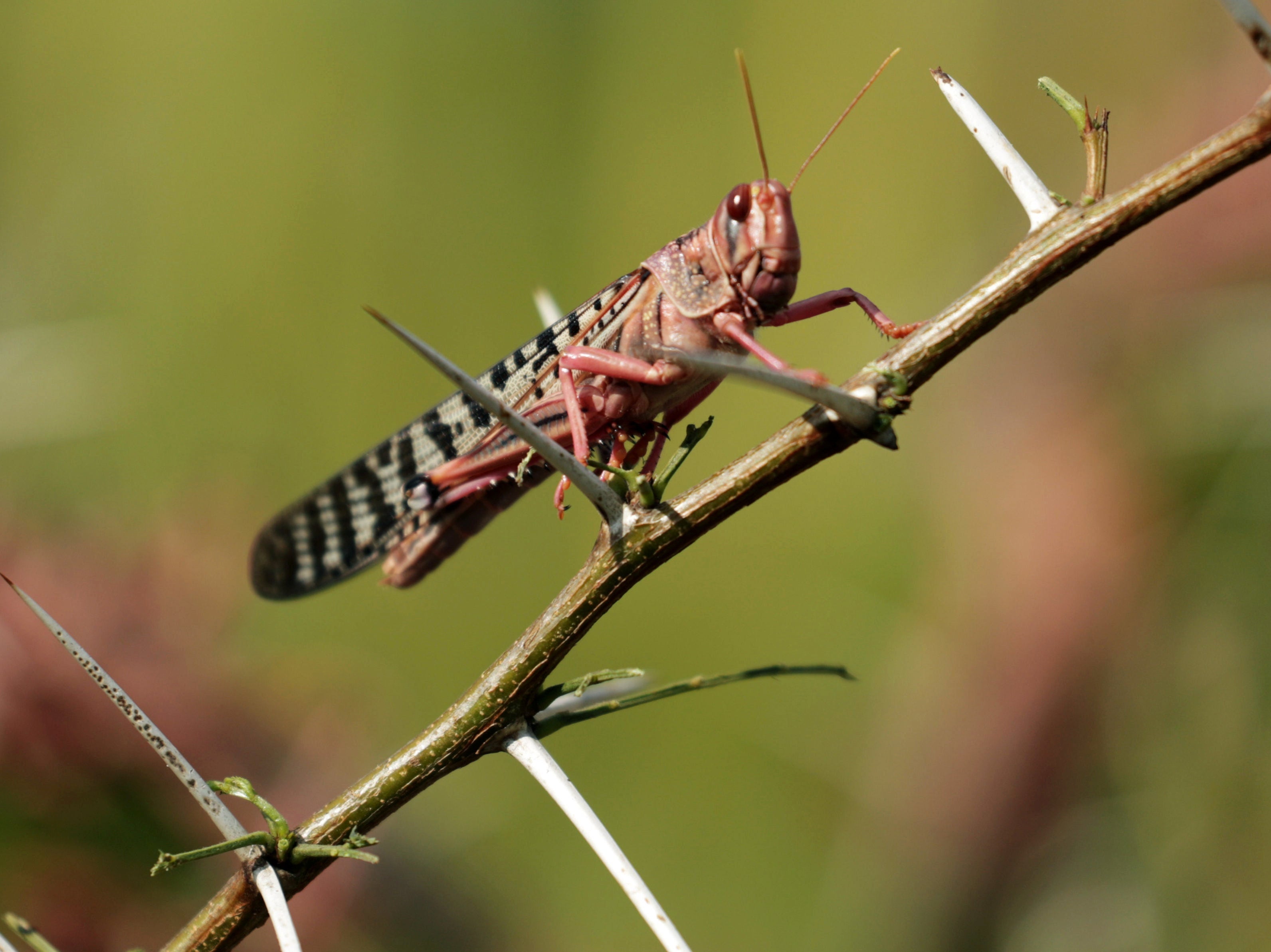 Locusts swarm into Mogadishu’s pasture land amid resurgence in Horn of Africa