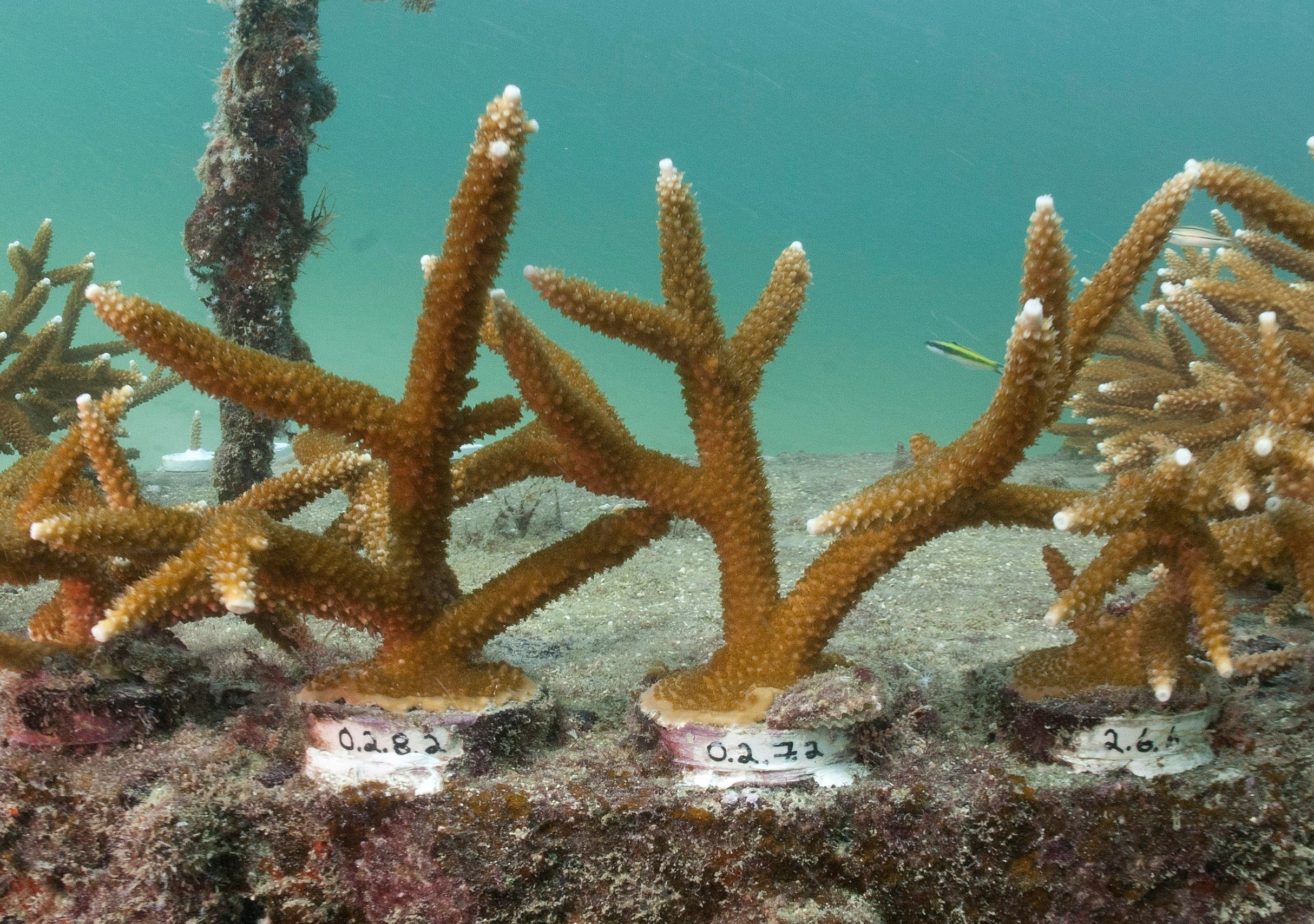 Coral Reefs