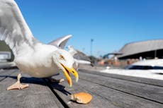 Seagulls have adapted to school break times to forage for pupils’ food, study suggests