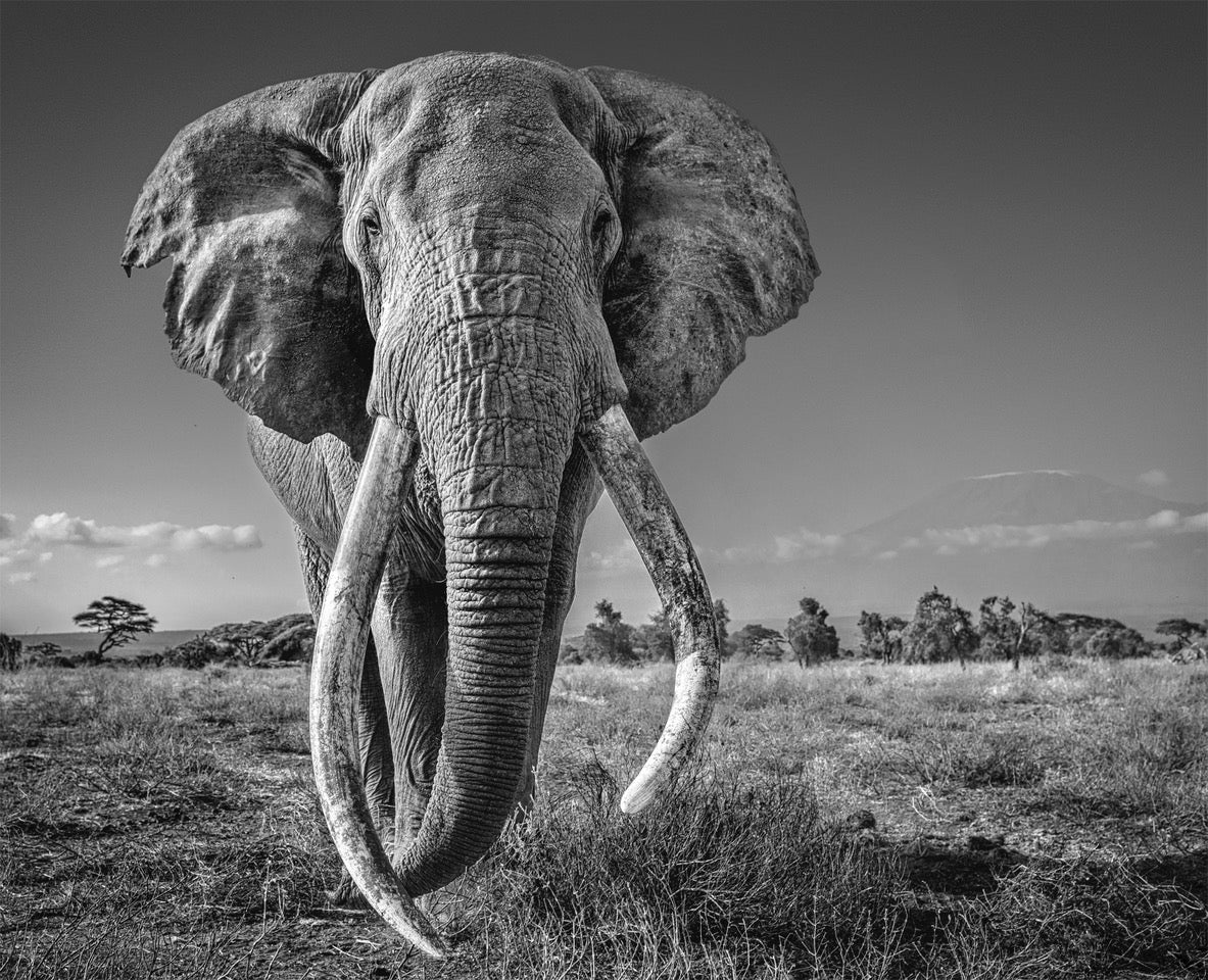 Space for Giants David Yarrow