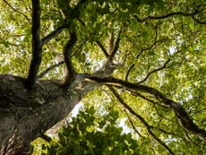 Swapping aeroplanes for London Planes on a tree tour of the capital